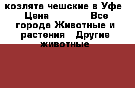 козлята чешские в Уфе › Цена ­ 15 000 - Все города Животные и растения » Другие животные   . Ивановская обл.,Иваново г.